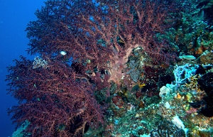 North Sulawesi-2018-DSC03840_rc- Coral